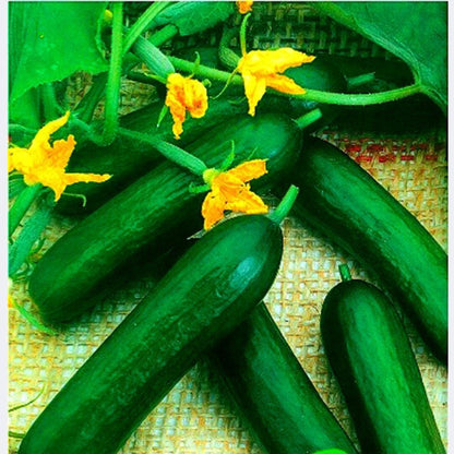 Organic Heirloom Cucumber Seeds for Planting – Non-GMO, Crisp, Juicy, Easy to Grow