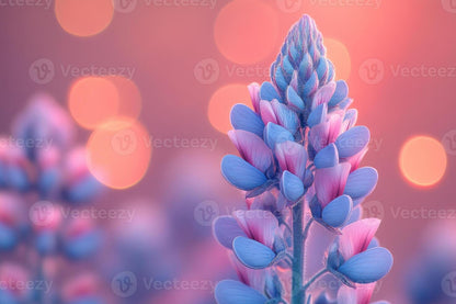 Lupine Wildflower Seeds pink & blue