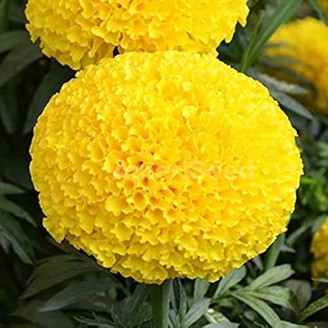 Brighten Your Garden with Non-GMO Marigold Seeds
