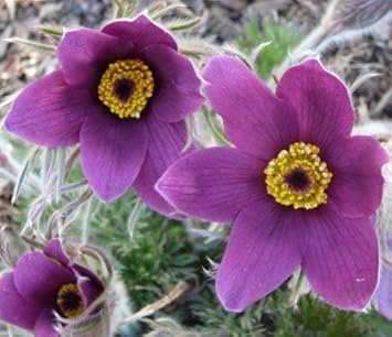 Violet Pasque Flower seeds for Planting - Pollinator Friendly, Heirloom & GMO Free Seeds for Home Garden
 
 Sale for planting in home garden.