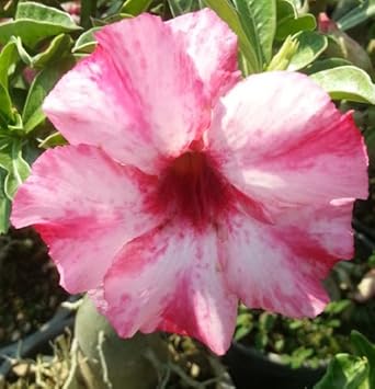 Pink White Adenium Flower seeds for Planting - Sun Loving, Heirloom & GMO Free Seeds for Home Garden
 
 Sale for planting in home garden.