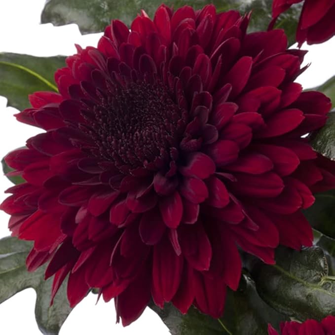 Deep Red Chrysanthemum Flower seeds for Planting - Compact Growth, Heirloom & GMO Free Seeds for Home Garden