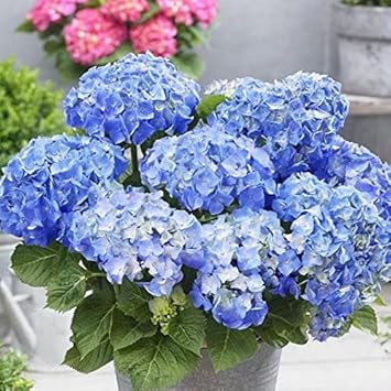 Sky Blue Hydrangea Flower seeds for Planting - Fragrant Blossoms, Heirloom & GMO Free Seeds for Home Garden
 
 Sale for planting in home garden.