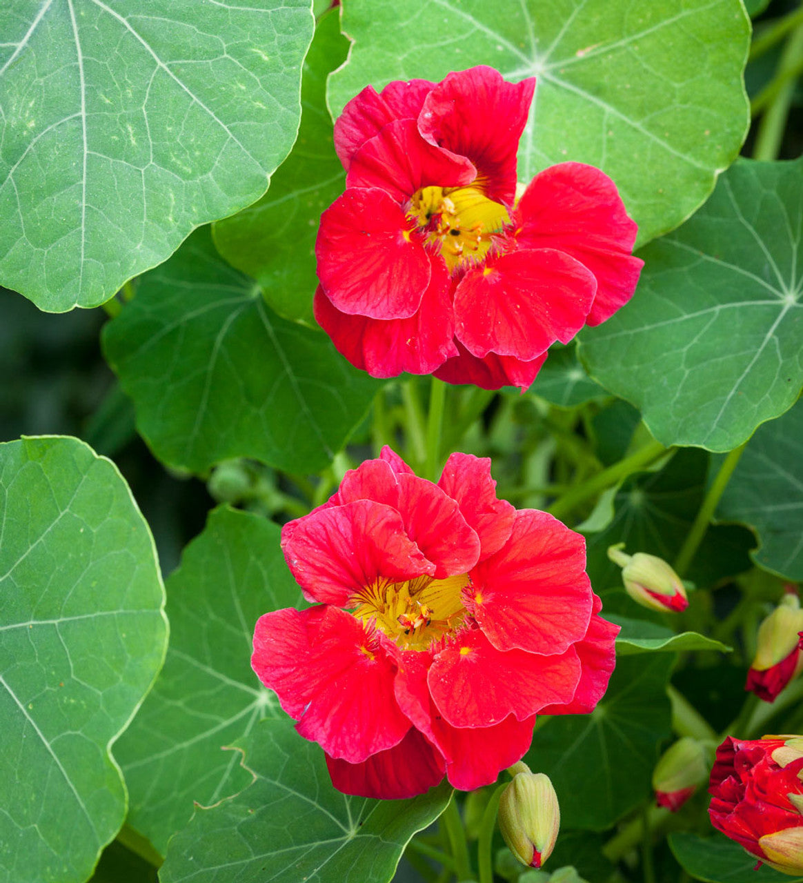 cherry rose jewel nasturtium seeds Cherry Rose Jewel Nasturtium Flower Seeds for Planting – Heirloom, Non – Pure Asia Seeds