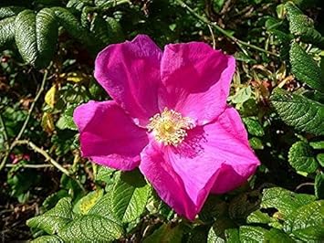 Rugosa Flower seeds for Planting - Compact Growth, Heirloom & GMO Free Seeds for Home Garden
 
 Sale for planting in home garden.