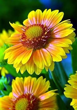 Yellow Gaillardia Flower seeds for Planting - Cottage Garden Essential, Heirloom & GMO Free Seeds for Home Garden
 
 Sale for planting in home garden.