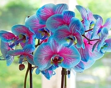 Blue Pink Butterfly Orchid Flower seeds for Planting - Easy to Grow, Heirloom & GMO Free Seeds for Home Garden
 
 Sale for planting in home garden.