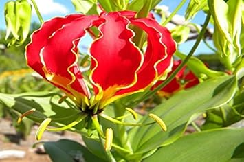 Red Gloriosa Superba Flower seeds for Planting - Seasonal Bloomer, Heirloom & GMO Free Seeds for Home Garden
 
 Sale for planting in home garden.
