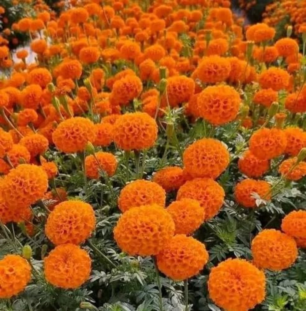 French Marigold 'Bonanza Orange' – Vibrant & Compact Garden Flower