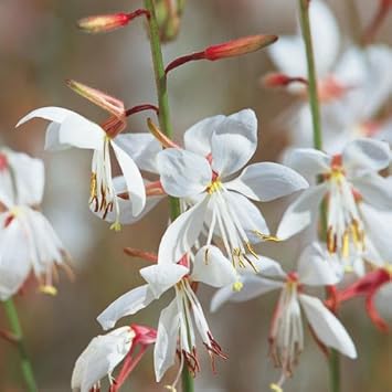 Lindheimeri Flower seeds for Planting - Pollinator Friendly, Heirloom & GMO Free Seeds for Home Garden
 
 Sale for planting in home garden.