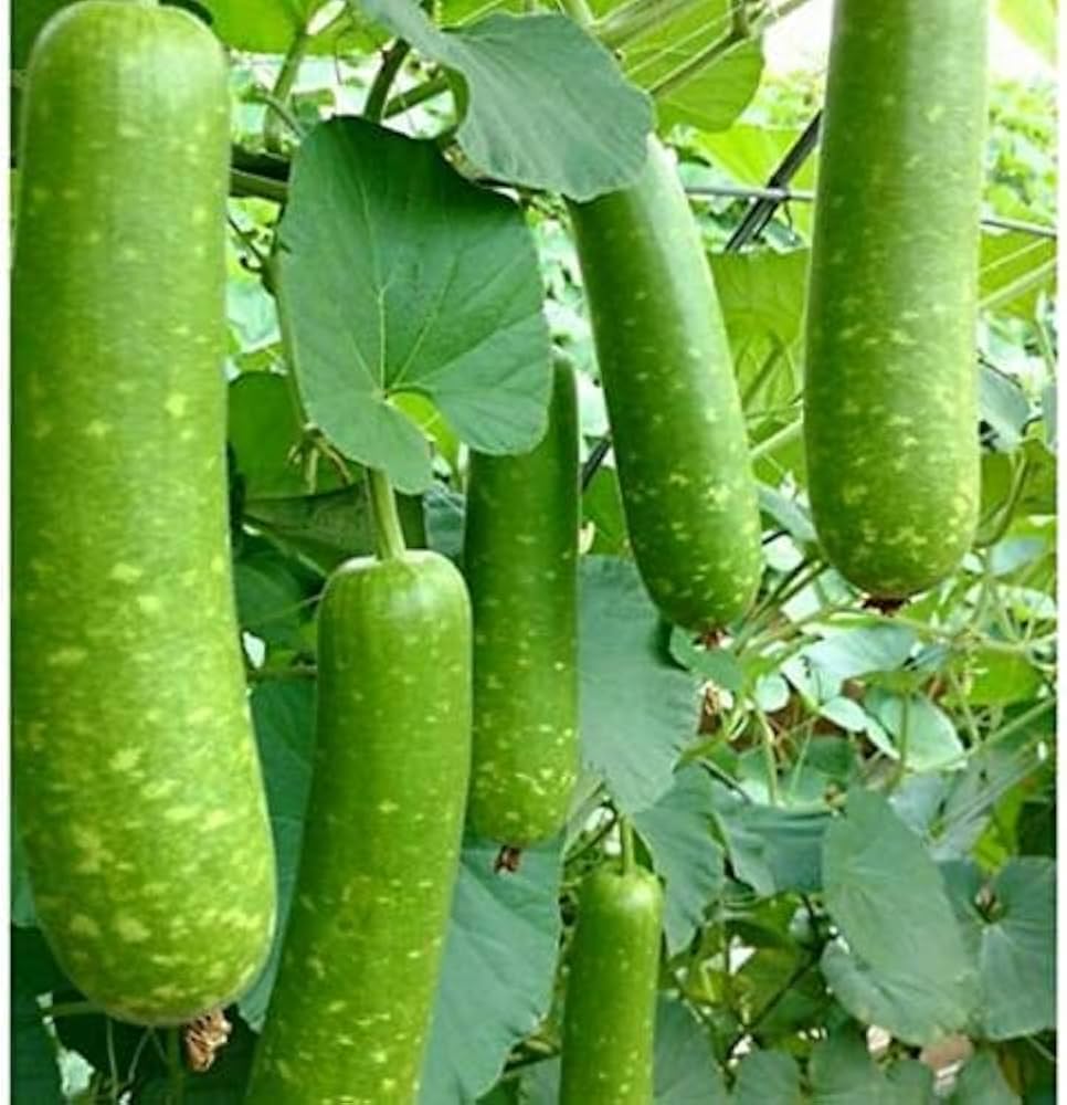Bottle Gourd Calabash Vegetable Seeds