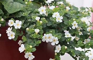 Bacopa Colgantes Flower seeds for Planting - Vibrant Colors, Heirloom & GMO Free Seeds for Home Garden
 
 Sale seeds for planting in home garden