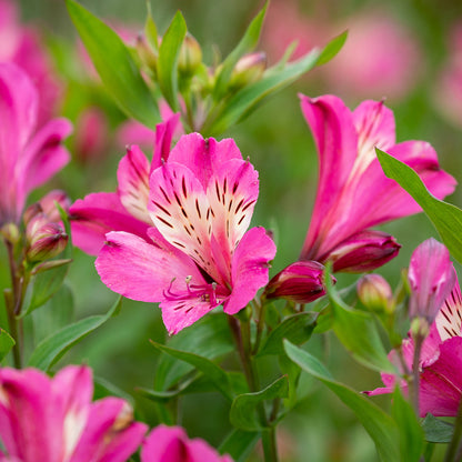 alstroemeria flower seeds Pink Alstroemeria Flower Seeds for Planting – Heirloom, Non-GMO, Peren – Pure Asia Seeds