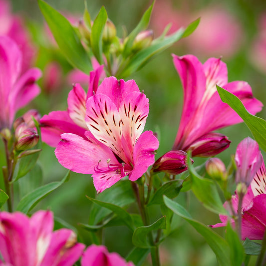 Pink Alstroemeria Flower Seeds