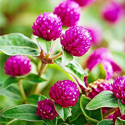 Purple Gomphrena Globe Amaranth Flower Seeds