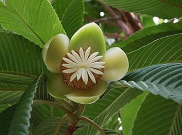 White Dillenia Flower seeds for Planting - Long Bloom Season, Heirloom & GMO Free Seeds for Home Garden
 
 Sale for planting in home garden