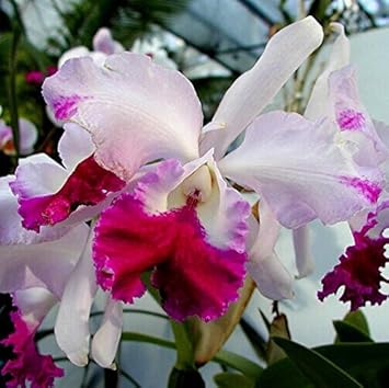 Pink Cattleya Flower seeds for Planting - Shade Tolerant, Heirloom & GMO Free Seeds for Home Garden
 
 Sale for planting in home garden.