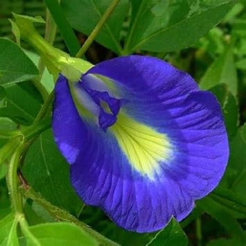 Pinellia Flower seeds for Planting Pollinator Friendly Heirloom & GMO Free Seeds for Home Garden 
 
 Sale for planting in home garden