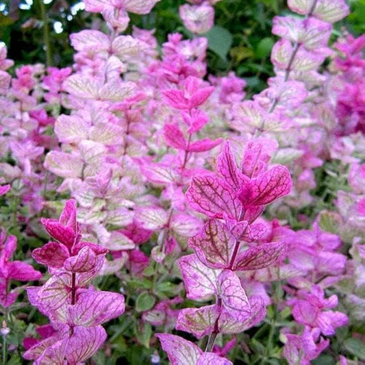 Clary Sage Flower Seeds