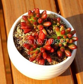 Red Sedum Rubrotinctum Flower seeds for Planting - Vibrant Colors, Heirloom & GMO Free Seeds for Home Garden
 
 Sale for planting in home garden