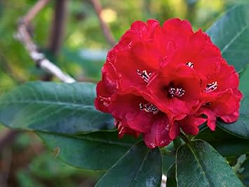 Red Rhododendron Flower seeds for Planting - Wildflower Mix, Heirloom & GMO Free Seeds for Home Garden
 
 Sale for planting in home garden.