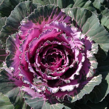 Red Kale Flower Seeds