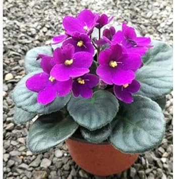 Purple African Violet Flower seeds for Planting - Cut Flower Favorite, Heirloom & GMO Free Seeds for Home Garden
 
 Sale for planting in home garden