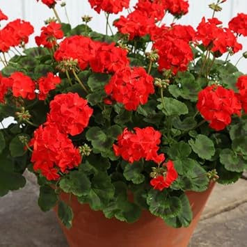 Geranium Flower seeds for Planting - Fragrant Blossoms, Heirloom & GMO Free Seeds for Home Garden
 
 Sale for planting in home garden.