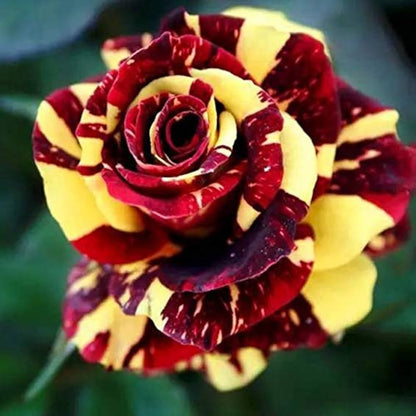 Semi di fiore di rosa rossa e gialla