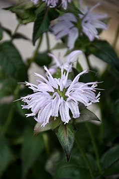 Monarda (Monarda Bradburiana) seeds for planting in home garden