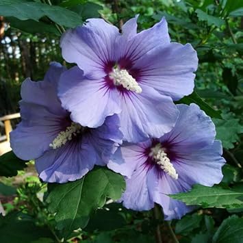 Violet Hibiscus Flower seeds for Planting - Pollinator Friendly, Heirloom & GMO Free Seeds for Home Garden
 
 Sale for planting in home garden