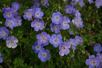 Geranium Rozanne Flower seeds for Planting - Cottage Garden Essential, Heirloom & GMO Free Seeds for Home Garden
 
 Sale for planting in home garden.