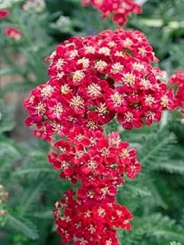 Red Yarrow Flower seeds for Planting - Cottage Garden Essential, Heirloom & GMO Free Seeds for Home Garden
 
 Sale seeds for planting in home garden
