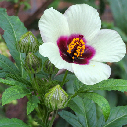 flower of an hour seeds Hibiscus trionum (Flower-of-an-Hour) Seeds for Planting – Heirloom, No – Pure Asia Seeds