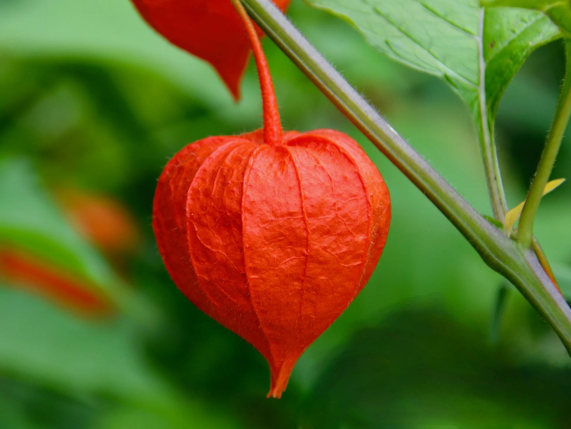chinese lantern plant seeds Lantern (Physalis alkekengi) Flower Seeds for Planting – Heirloom, Non – Pure Asia Seeds