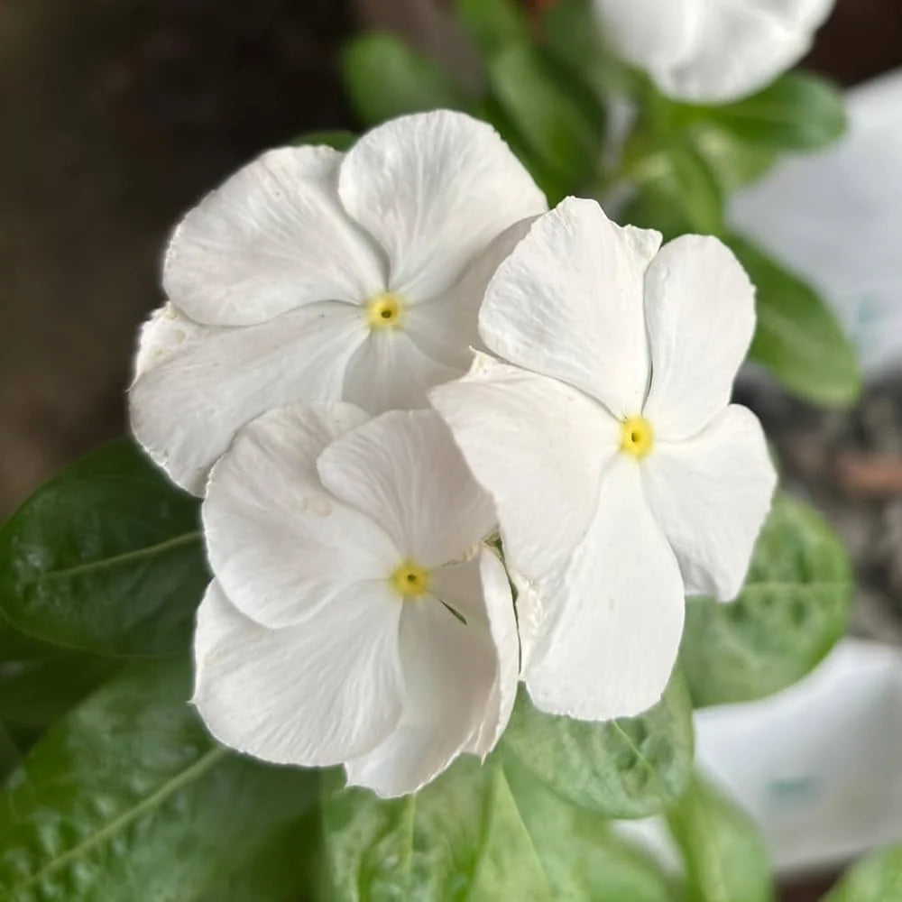 White Vinca Flower seeds for Planting - Long Bloom Season, Heirloom & GMO Free Seeds for Home Garden