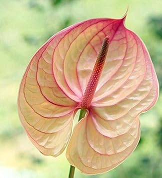 Cream Pink Anthurium Flower seeds for Planting - Premium Quality, Heirloom & GMO Free Seeds for Home Garden
 
 Sale seeds for planting in home garden