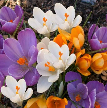 Mixed Crocus Flower seeds for Planting - Compact Growth, Heirloom & GMO Free Seeds for Home Garden