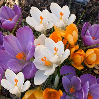 Mixed Crocus Flower seeds for Planting - Compact Growth, Heirloom & GMO Free Seeds for Home Garden