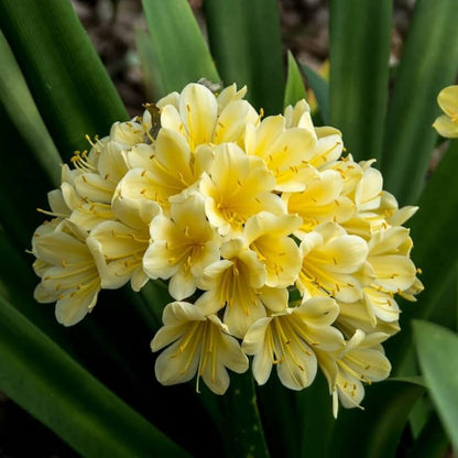 Yellow Clivia Flower Seeds