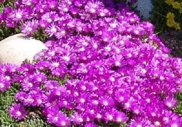 Purple Delosperma Flower seeds for Planting - Bright Blooms, Heirloom & GMO Free Seeds for Home Garden
 
 Sale for planting in home garden.