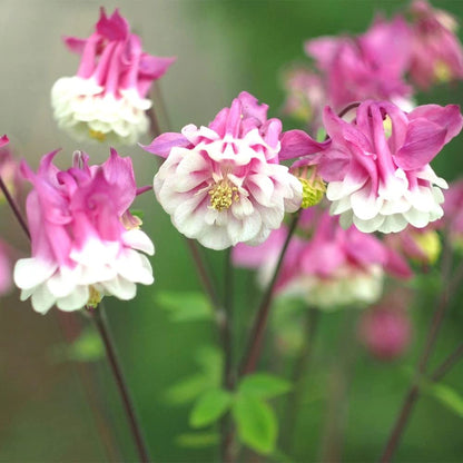 Aquilegia Pink Petticoat Flower Seeds