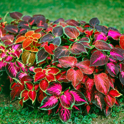 Rainbow Mixed Flower seeds for Planting - Long Bloom Season, Heirloom & GMO Free Seeds for Home Garden