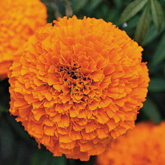 French Marigold 'Bonanza Orange' – Vibrant & Compact Garden Flower