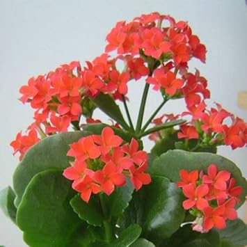 Orange Kalanchoe Flower seeds for Planting - Cottage Garden Essential, Heirloom & GMO Free Seeds for Home Garden
 
 Sale for planting in home garden