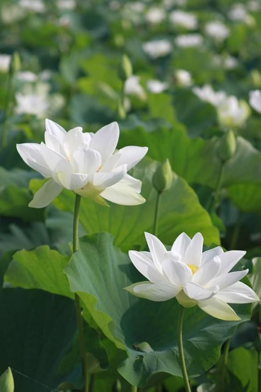 White Lotus Seeds (Sacred White Lotus) - Majestic Aquatic Flower for Tranquil Ponds