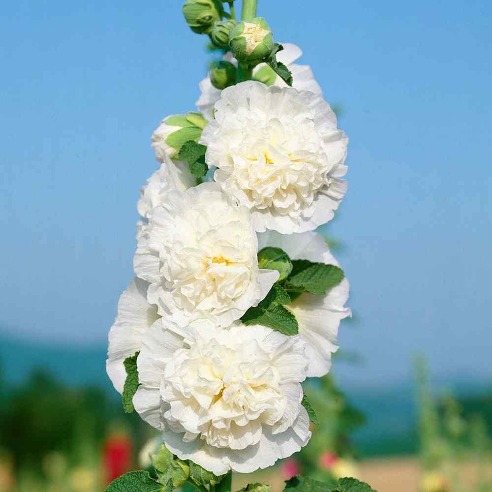 Double White Hollyhock Flower Seeds