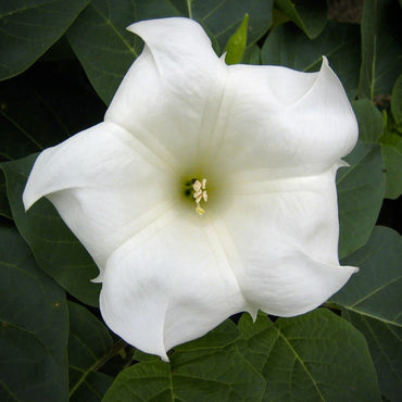 Giant White Moon Vine Flower Seeds