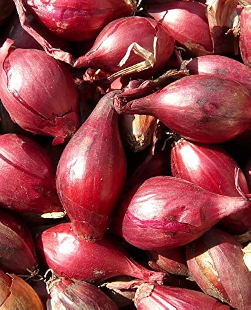 エシャロット 野菜の種 – Pure Asia Seeds