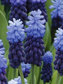 Latifolium Flower seeds for Planting Wildflower Mix Heirloom & GMO Free Seeds for Home Garden 
 
 Sale for planting in home garden